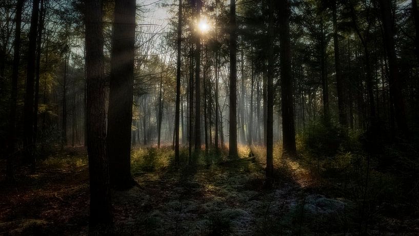 In the Forest by Bart Uijterlinde