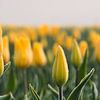Ontluikende gele tulpen met dauw van peterheinspictures