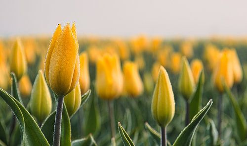 Knospende gelbe Tulpen mit Tau von peterheinspictures
