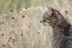 Tigerkatze in natürlicher Umgebung von VIDEOMUNDUM