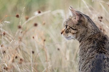 Chat tigré dans son environnement naturel sur VIDEOMUNDUM