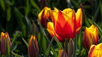 Rood gele tulpen in tegenlicht van Bram van Broekhoven thumbnail