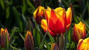 Rood gele tulpen in tegenlicht von Bram van Broekhoven