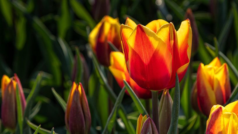 Rood gele tulpen in tegenlicht van Bram van Broekhoven