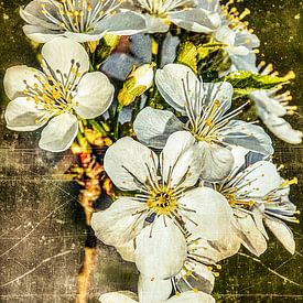 perenbloesem van Christine Nöhmeier