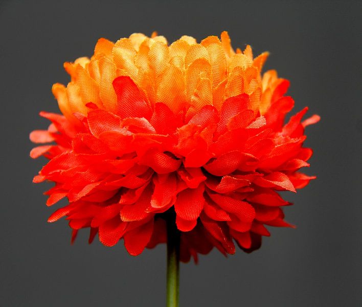 Chrysanthemum of linen. by Jose Lok