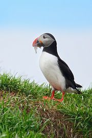 puffin with glass eels in its mouth by rik janse