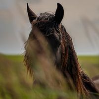 Pferd auf Ameland