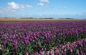 Dutch Tulips sur Menno Schaefer