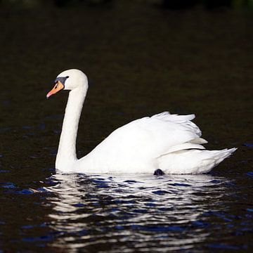 Cygne sur Ines Thun