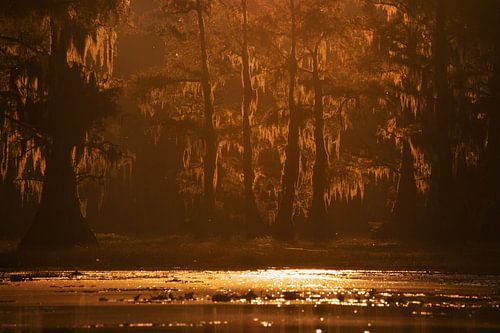 Mysterieuze moerassen