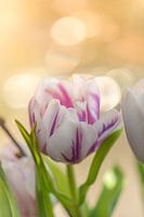 Ochtend Bokeh