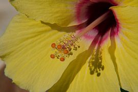Gele Hibiscus inside von Focus Your Mind