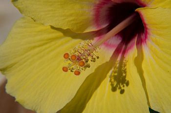 Gele Hibiscus inside