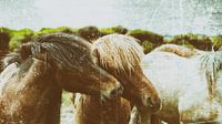 Rispað 1 sur Islandpferde  | IJslandse paarden | Icelandic horses Aperçu