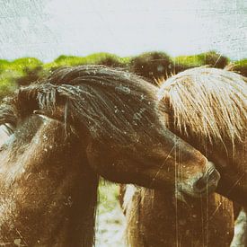 Rispað 1 sur Islandpferde  | IJslandse paarden | Icelandic horses