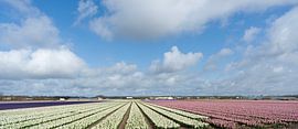 Champs de bulbes néerlandais... sur Maja Mars