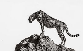 Cheetah On The Rocks von ali