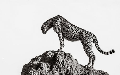 Cheetah On The Rocks