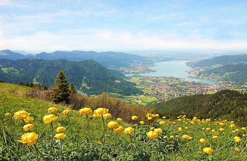 Trollenbloemen op de Wallberg