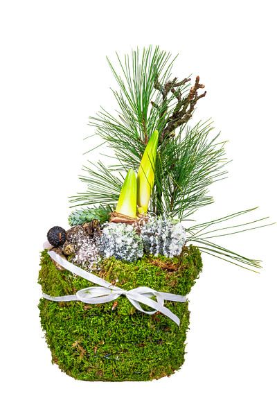 Amaryllis décorée avec des aiguilles de pin et de la mousse sur un fond blanc par ManfredFotos