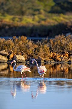 Flamingos auf Mallorca von t.ART
