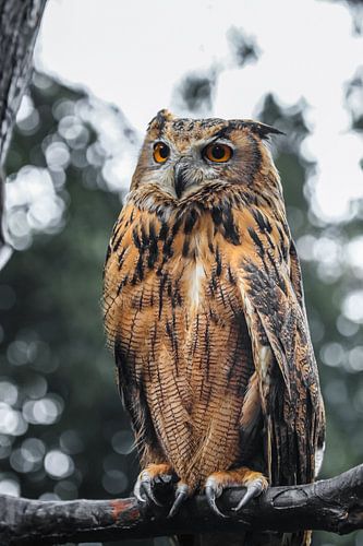 Hibou majestueux