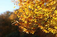 Golden Autumn by Laura Marienus thumbnail