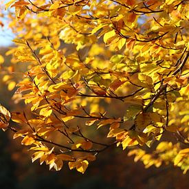 Goldener Herbst von Laura Marienus