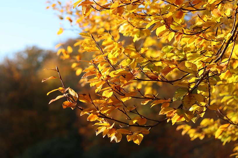 Golden Autumn by Laura Marienus