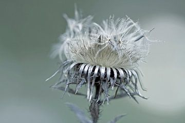Thistle by Martina Weidner