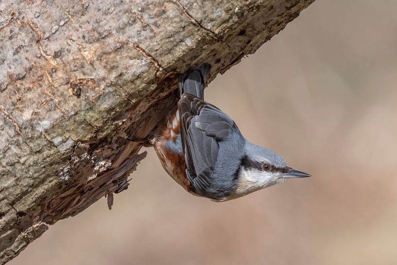 Portret van een boomklever von Sven Scraeyen