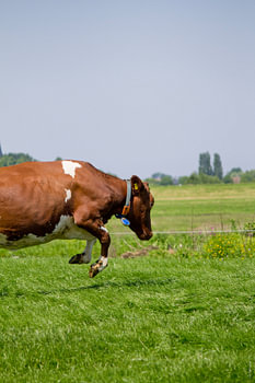 Springende koe