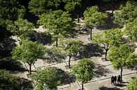 Symmetrie van bomen, Sevilla (Spanje) van Nick Hartemink thumbnail