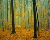 Paix et tranquillité dans la forêt de hêtres brumeuse. par tim eshuis Aperçu