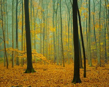 Peace and quiet in the misty beech forest. by tim eshuis