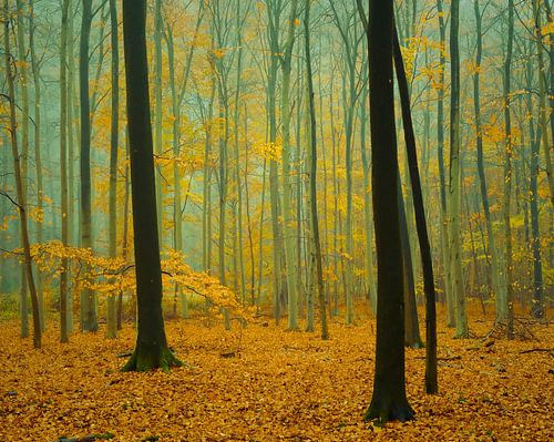 Ruhe und Stille im nebligen Buchenwald. von tim eshuis