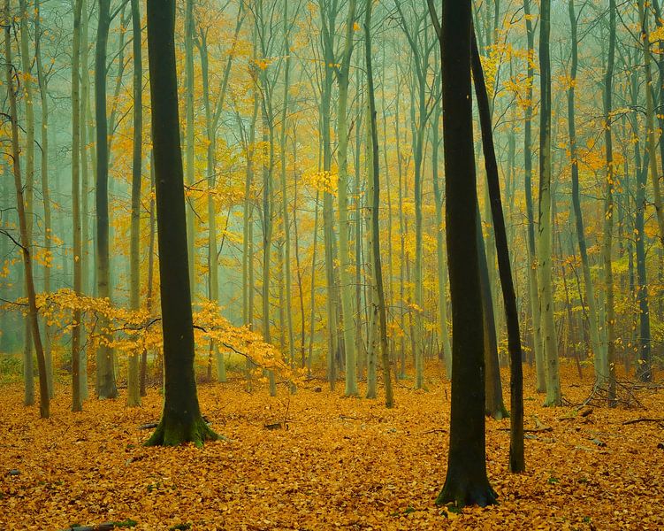 Paix et tranquillité dans la forêt de hêtres brumeuse. par tim eshuis