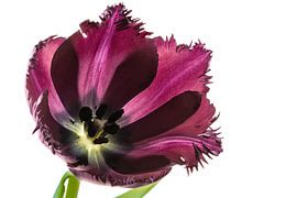 Tulipe sur Tanja van Beuningen