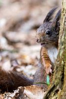 Surprised squirrel