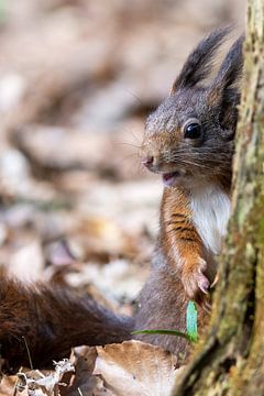 Überraschtes Eichhörnchen von Wilna Thomas