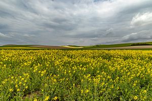 Ein welliges Steckrübenfeld im Frühlingslicht