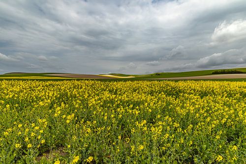 Golvende koolraapveld in voorjaarslicht