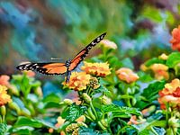 Monarchvlinder te midden van bloeiende lantana's