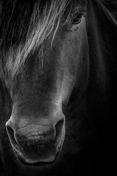A proud horse par Ruud Peters