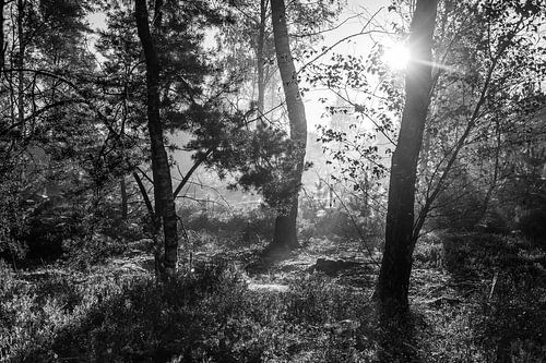 Opkomende zon in het bos in zwart wit