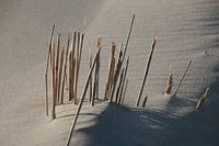 Straw on the beach
