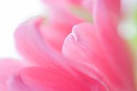 Roze gloed