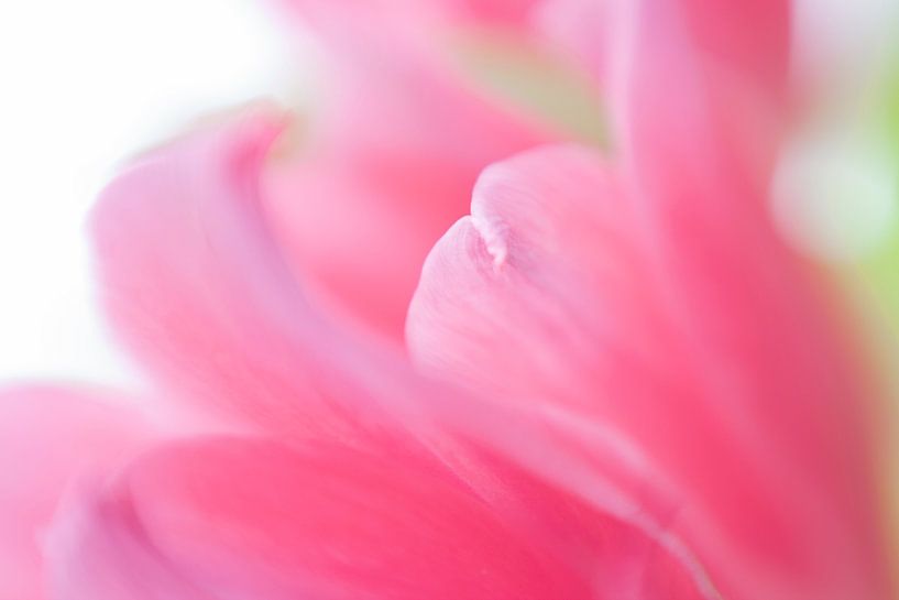 Rosa leuchten von Savo Fotografie