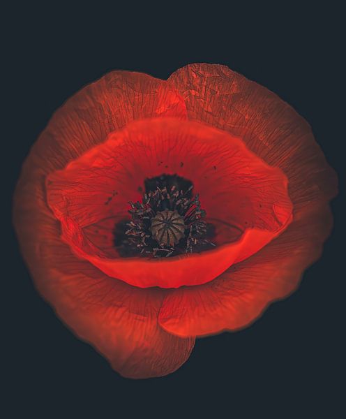 Die rote Schönheit. von Robby's fotografie